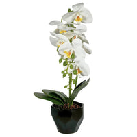 Orchid in Black Pot