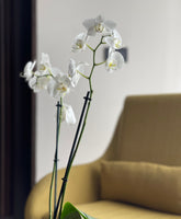 White Orchid