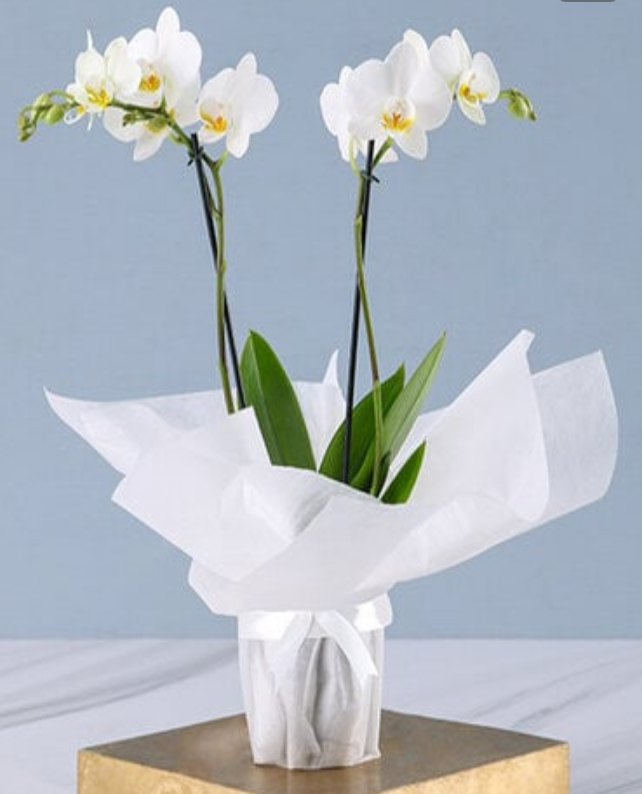 White Orchid