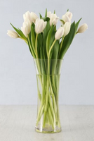 White Tulips