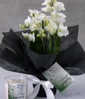 Sympathy White Orchids