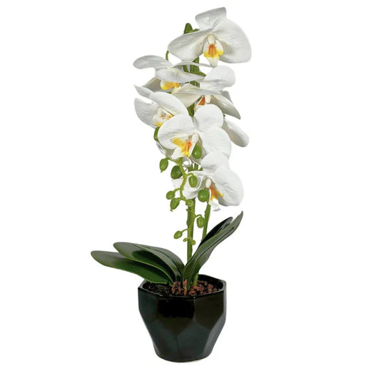 Orchid in Black Pot