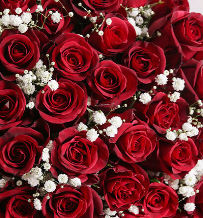 Red Roses