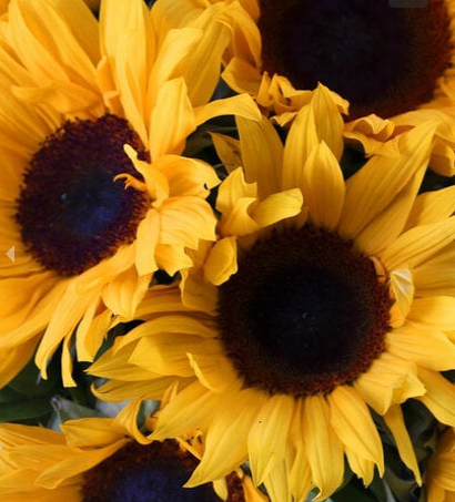 Sunflowers