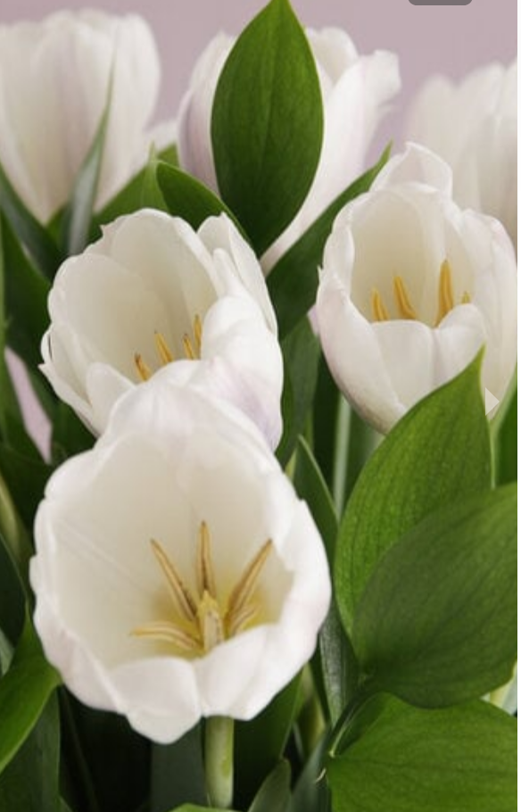 White Tulips