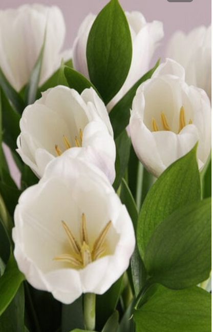 White Tulips